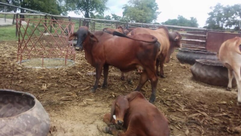 Après près de 3 mois sans viande, l'abattoir de Bujumbura à nouveau actif