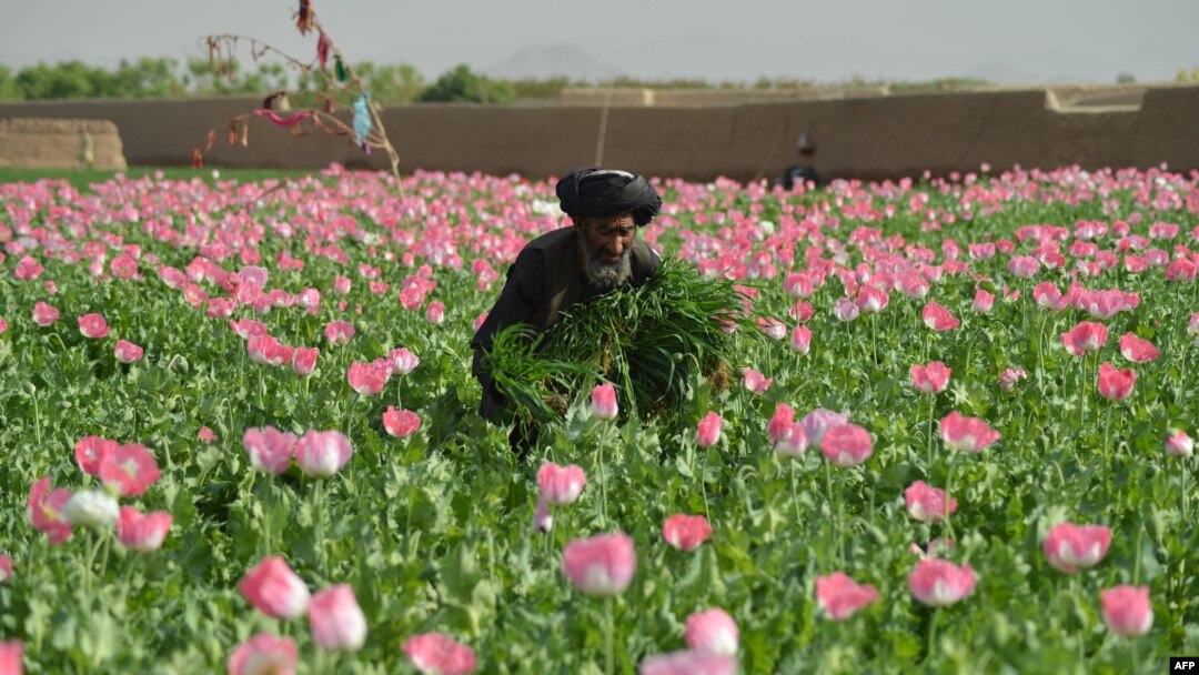 د طالبانو مشر ۲۰۲۲ کال کې په افغانستان کې د کوکنارو په کرکیله باندې بندیزلګولی وو، چې له امله یې په۲۰۲۳ کال کې په دغه هیواد کې د کوکنارو کښت او د اپینو تولید ۹۵ فیصده کم شوی وو.