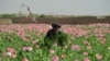 Талибан запретил производство наркотиков