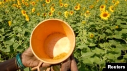 FILE - A farmer shows pollen collected from sunflowers in Zaheerabad, about 120 km west of the southern Indian city of Hyderabad March 31, 2009. (REUTERS/Krishnendu Halder)