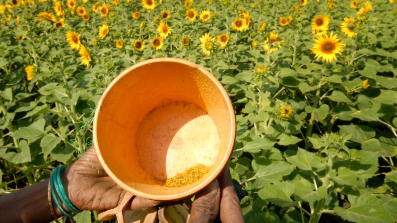 Climate Change Produces More Pollen, Longer Allergy Season