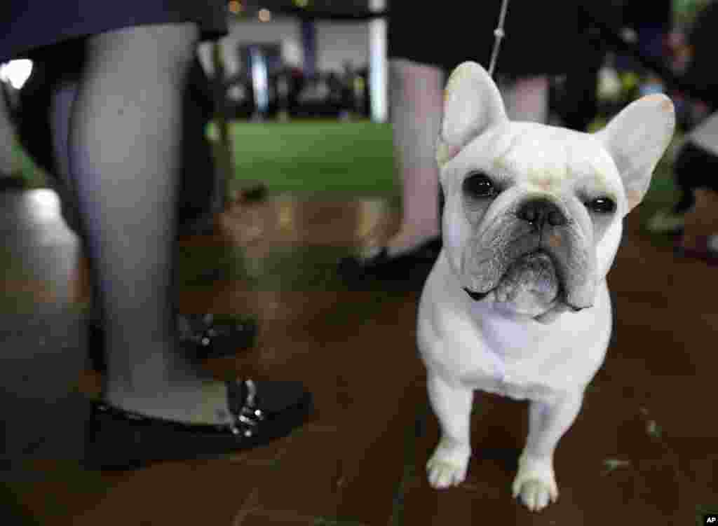 FILE - A French bulldog named Reba waits to enter the ring at the Westminster Kennel Club Dog show in New York, Feb. 16, 2015.