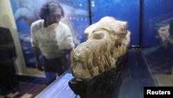 A Basilosaurus whale fossil dating back 36 million years is displayed at the Museum of Natural History after its discovery in the Ocucaje desert, in Lima, Peru March 17, 2022. (REUTERS/Sebastian Castaneda)