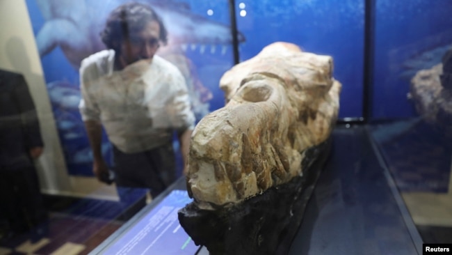 A Basilosaurus whale fossil dating back 36 million years is displayed at the Museum of Natural History after its discovery in the Ocucaje desert, in Lima, Peru March 17, 2022. (REUTERS/Sebastian Castaneda)