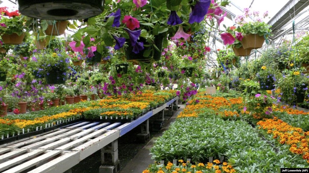 This image provided by Jeff Lowenfels shows healthy cell packs of flower starts for sale on May 1, 2017. (Jeff Lowenfels via AP)