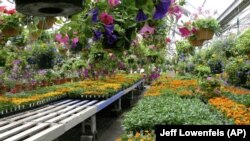 This image provided by Jeff Lowenfels shows healthy cell packs of flower starts for sale on May 1, 2017. (Jeff Lowenfels via AP)