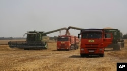 FILE - Farmers harvest with their combines in a wheat field near the village Tbilisskaya, Russia, July 21, 2021.