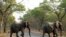 Zimbabwe Elephants
