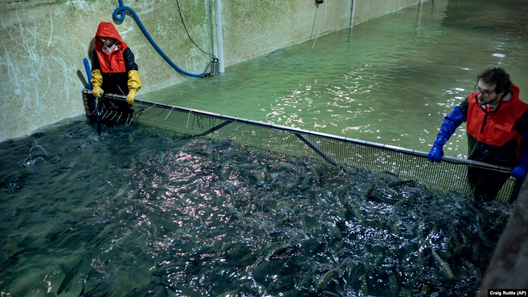 พนักงานของ LocalCoho ฟาร์มปลาแซลมอนในนิวยอร์ก ช่วยจับปลาเพื่อบริจาคให้ธนาคารอาหาร Food Bank of Central New York ก่อนปิดกิจการ เมื่อ 24 ม.ค. 2568