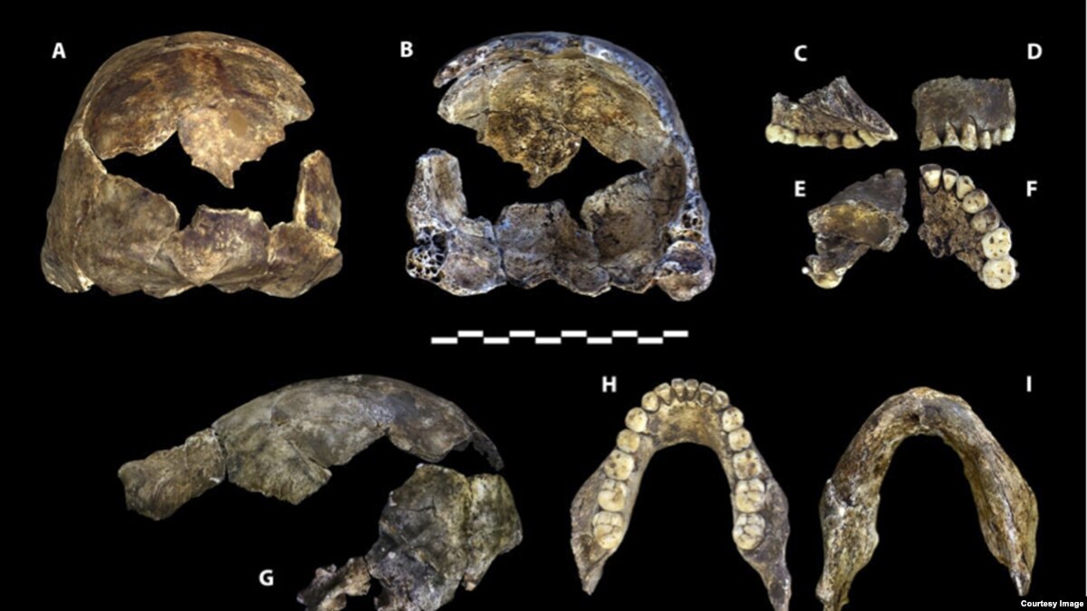 Researchers Announce Discovery Of Early Human Ancestor   024234B1 1FA2 4A19 AE09 6A1698B11F6B W1200 R1 S 