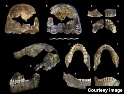 homo naledi