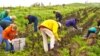 CropMobster gleaning, collecting leftover crops from farmers' fields after they have been commercially harvested. (Photo by Gary Cedar)