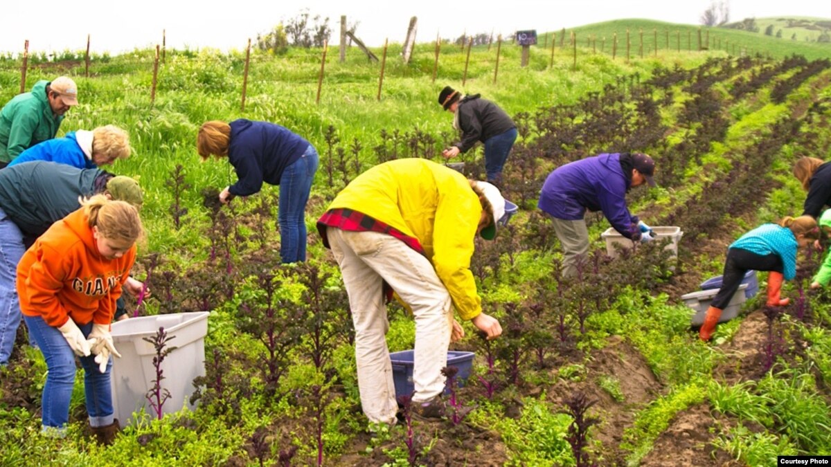 Social Media Helps Farmers Avoid Food Waste