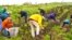 CropMobster gleaning, collecting leftover crops from farmers' fields after they have been commercially harvested. (Photo by Gary Cedar)