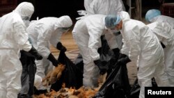 Para pekerja kesehatan mengumpulkan ayam-ayam yang mati di sebuah toko unggas di Hong Kong (Foto: dok). Tiongkok melaporkan kematian kedua tahun ini akibat virus H5N1 tahun ini di Tiongkok barat daya.