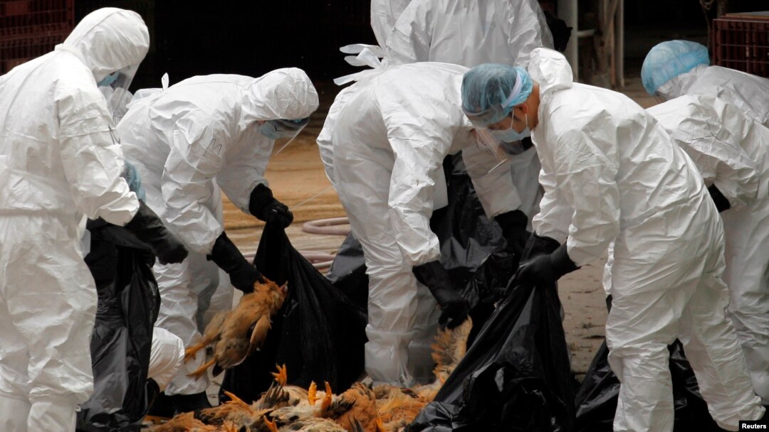 Para pekerja kesehatan mengumpulkan ayam-ayam yang mati di sebuah toko unggas di Hong Kong (Foto: dok). Tiongkok melaporkan kematian kedua tahun ini akibat virus H5N1 tahun ini di Tiongkok barat daya.