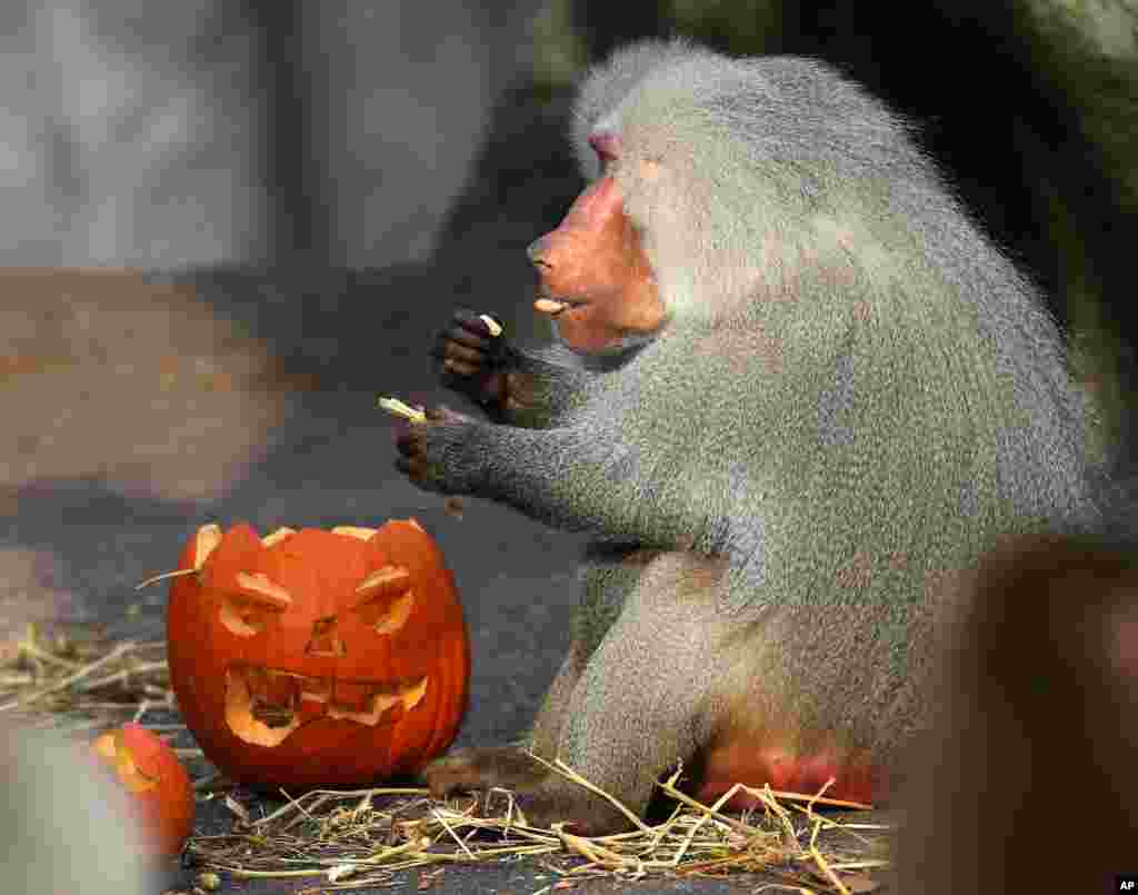 A baboon eats a Halloween pumpkin at the Hagenbeck Zoo in Hamburg, northern Germany, Oct. 29, 2013.