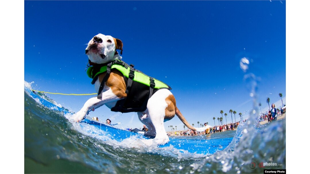 A canine competitor at the 7th annual Surf City Surf Dog competition in Huntington Beach, California, Sept. 27, 2015. (Courtesy: Dominique Labrecque)
