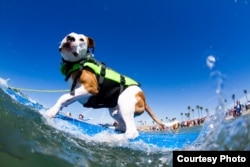 A canine competitor at the 7th annual Surf City Surf Dog competition in Huntington Beach, California, Sept. 27, 2015. (Courtesy: Dominique Labrecque)