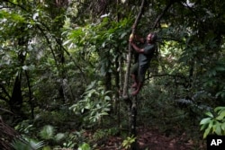 Librek Loha, a farmer, picks a cacao in his field near Indonesia Weda Bay Industrial Park in Central Halmahera, North Maluku province, Indonesia, Sunday, June 9, 2024. (AP Photo/Achmad Ibrahim)