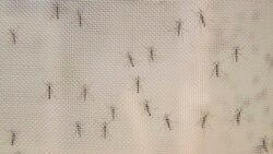 El avance de casos de dengue provoca una emergencia sanitaria en Bolivia