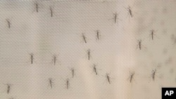Mosquitos machos en el Laboratorio Vosshall de la Universidad Rockefeller en Nueva York, EE.UU. el 12 de febrero de 2019.