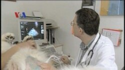 Kanker Hewan Peliharaan - Liputan Feature VOA