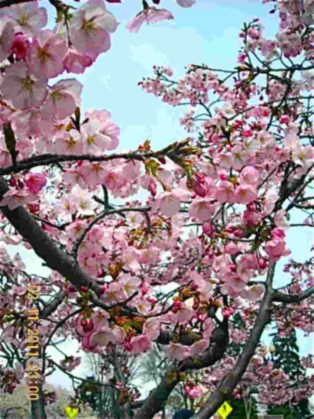 فستیوال شکوفه های گیلاس در واشنگتن ۲۰۱۱