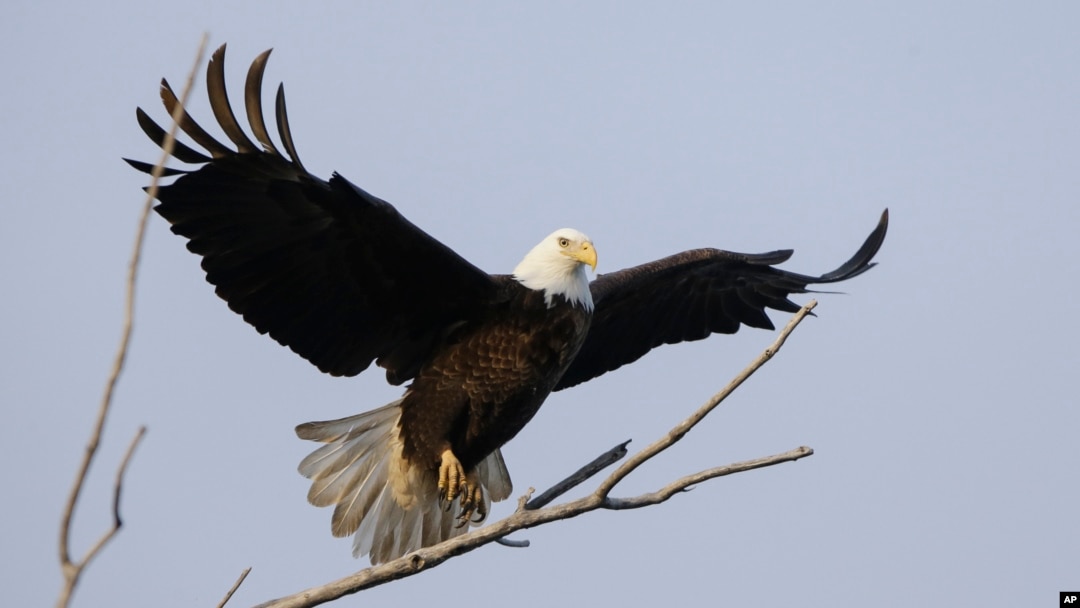 ARCHIVO - Un águila calva adulta es fotografiada mientras vuela cerca del lago Manawa, en Iowa, Estados Unidos el 17 de febrero de 2013. Ha sido declarada ave nacional de EEUU. 