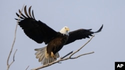 ARCHIVO - Un águila calva adulta es fotografiada mientras vuela cerca del lago Manawa, en Iowa, Estados Unidos el 17 de febrero de 2013. Ha sido declarada ave nacional de EEUU. 