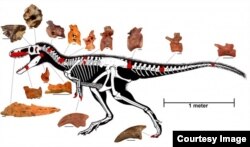 The reconstructed skeleton of Timurlengia euotica. The bones in red are the actual remains recovered from Uzbekistan. (Image courtesy of Proceedings of the National Academy of Sciences)