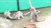 Playful Snow Leopard Cubs Unwind at Eastern India Zoo 