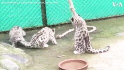 Playful Snow Leopard Cubs Unwind at Eastern India Zoo 