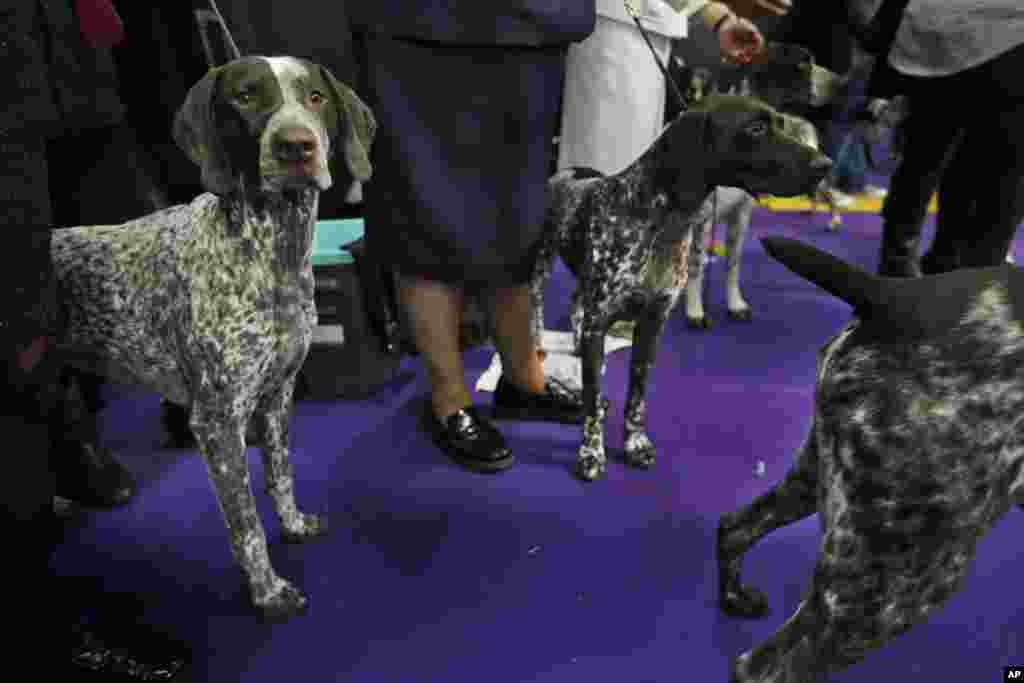 FILE - German shorthaired pointers wait to enter the ring during the 142nd Westminster Kennel Club Dog Show in New York, Feb. 13, 2018.