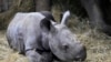 Un rinoceronte recién nacido yace en su recinto junto a su madre Eva en el zoológico de Dvur Kralove, en República Checa, el miércoles 16 de marzo de 2022.
