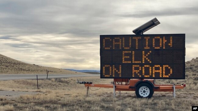 A sign alongside U.S. 287 southeast of Lander, Wyoming, warns drivers to watch out for elk crossing the highway on Friday, March 4, 2022. (AP Photo/Mead Gruver)