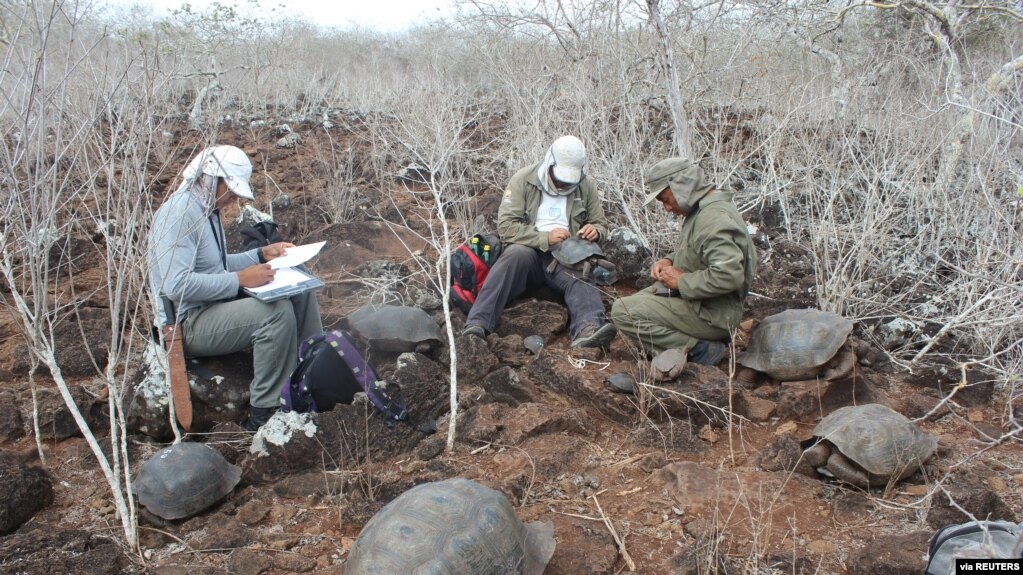 Investigators measure tortoises during a census, on the island of San Cristobal, Galapagos Islands, Ecuador November 12, 2016. Picture taken November 12, 2016. (Galapagos National Park/Handout via REUTERS)