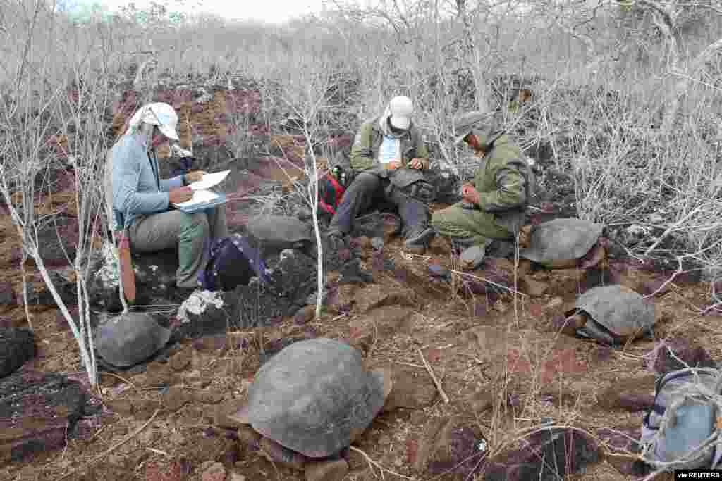 Investigators measure tortoises during a census, on the island of San Cristobal, Galapagos Islands, Ecuador November 12, 2016. Picture taken November 12, 2016. Galapagos National Park/Handout via REUTERS