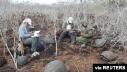 Investigators measure tortoises during a census, on the island of San Cristobal, Galapagos Islands, Ecuador November 12, 2016. Picture taken November 12, 2016. (Galapagos National Park/Handout via REUTERS)