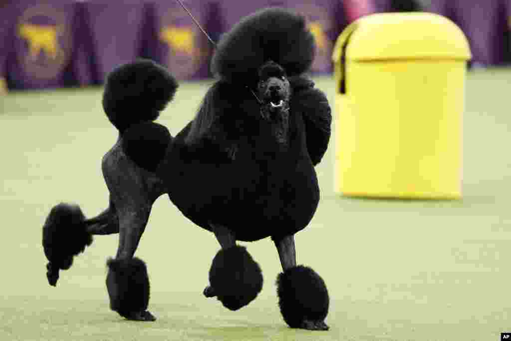 FILE - Siba, a poodle, competes for Best in Show during the 144th Westminster Kennel Club Dog Show, in New York, Feb. 11, 2020. 