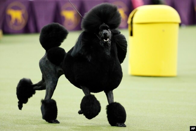 FILE - Siba, a poodle, competes for Best in Show during the 144th Westminster Kennel Club Dog Show, in New York, Feb. 11, 2020.