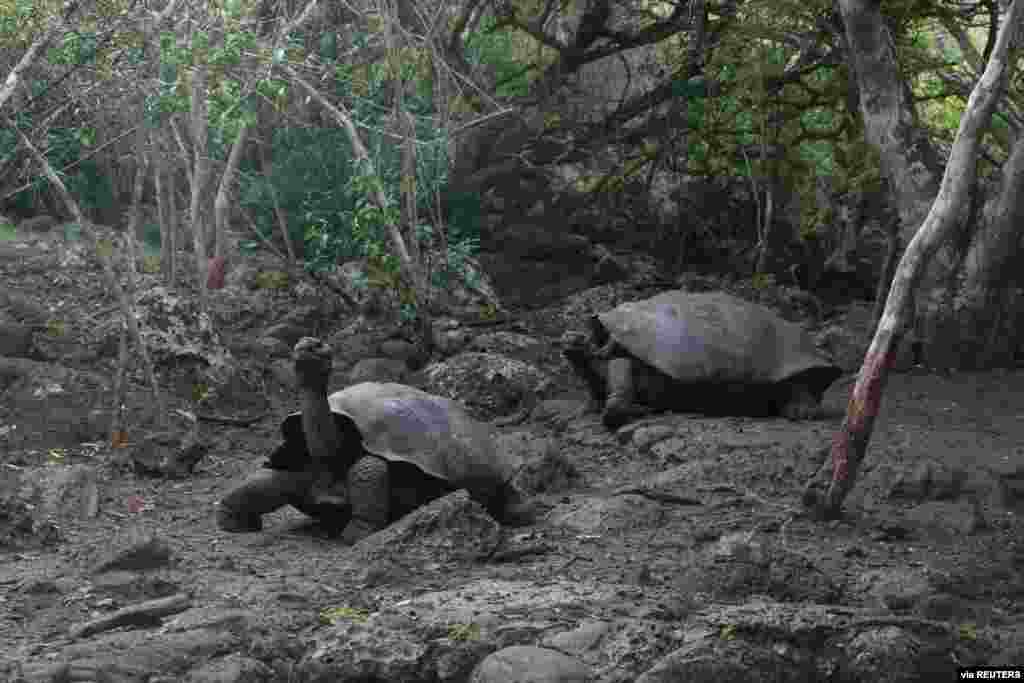 Tortoises, previously identified as Chelonoidis chathamensis and which correspond genetically to a different species according to a study by scientists of the Galapagos National Park, are pictured on the island of San Cristobal, Galapagos Islands, Ecuador