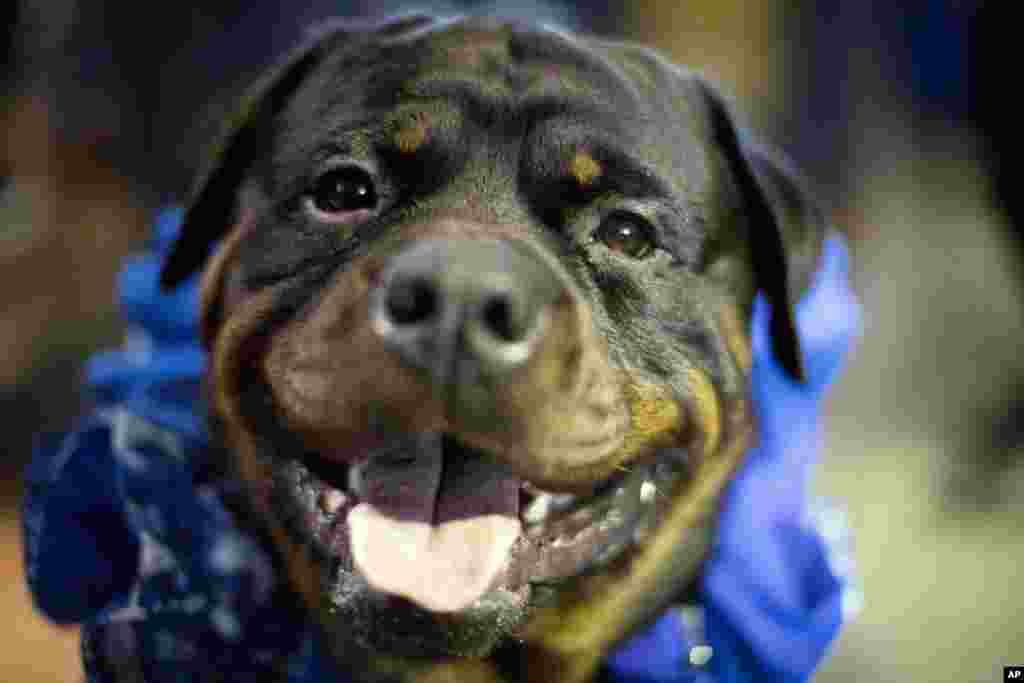 FILE - A Rottweiler named Prime, who works as a service dog, is seen during the meet the breeds companion event at the Westminster Kennel Club Dog Show in New York, Feb., 11, 2017. 