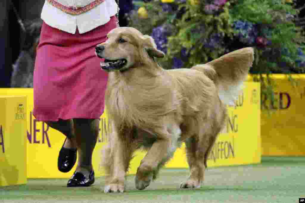 FILE - Daniel, a golden retriever, wins the sporting group during 144th Westminster Kennel Club Dog Show in New York, Feb. 11, 2020. 