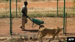 La réserve d'al-Baguir, à une heure de route de Khartoum, compte aujourd'hui 17 lions âgés de six mois à six ans qui règnent sur plus de quatre hectares.