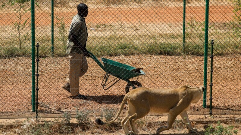 Soudan: une poignée de passionnés au secours des lions