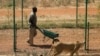 Seekor singa betina mengikuti gerak-gerik petugas yang membawa makanan di dalam gerobak di Pusat Penyelamatan Satwa Sudan di al-Bageir, Khartoum, Sudan, pada 28 Februari 2022. (Foto: AFP/Ashraf Shazly)