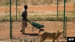 Seekor singa betina mengikuti gerak-gerik petugas yang membawa makanan di dalam gerobak di Pusat Penyelamatan Satwa Sudan di al-Bageir, Khartoum, Sudan, pada 28 Februari 2022. (Foto: AFP/Ashraf Shazly)