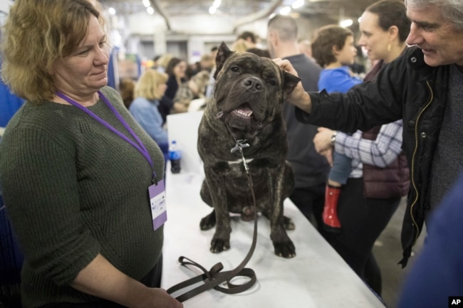 FILE - Ledous, a cane corso, gets his ear scratched while being shown during the meet the breeds companion event at the Westminster Kennel Club Dog Show, in New York, Feb. 10, 2018.