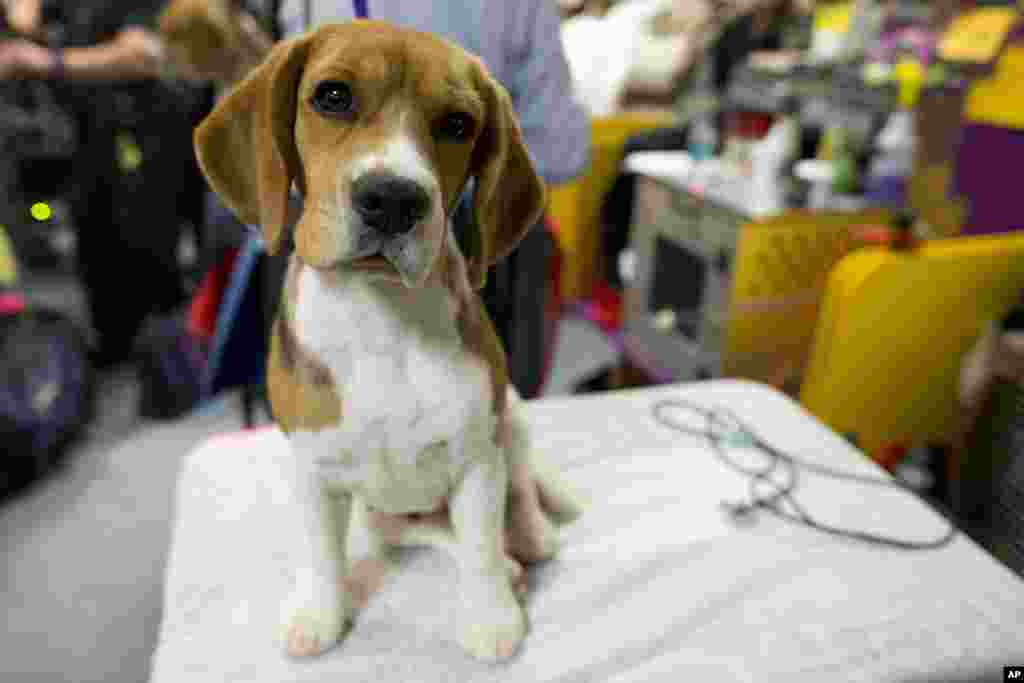 FILE - Molly, a 13-inch beagle from Bangkok, Thailand, waits in the benching area to compete during the 140th Westminster Kennel Club Dog Show, at Madison Square Garden in New York, Feb. 15, 2016. 